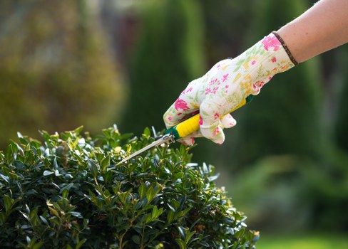 A close-up view of a gardener's hand wearing a patterned gardening glove, using pruning shears to trim a dense, dark green hedge in an outdoor garden setting. The hedge is well-maintained, with small, glossy leaves, and is positioned at the forefront of the scene. The background features softly blurred trees and shrubbery, suggesting a lush, landscaped outdoor space typical of a residential garden in Canary Wharf. The natural lighting indicates a bright, possibly sunny day, highlighting the vibrant green foliage and the clean, sharp cut of the pruning activity. The scene reflects professional gardening practices, emphasizing hedge trimming as part of regular lawn and garden maintenance, supporting the services offered by Landscapers Canary Wharf in the local area.