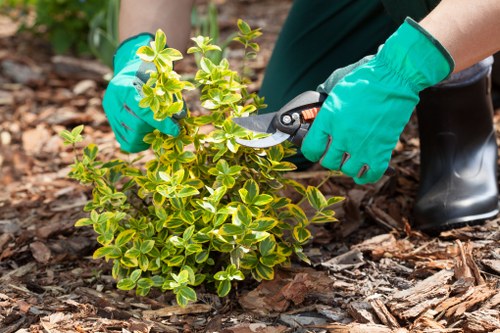 A gardener wearing bright green gloves is using pruning shears to trim a small, variegated shrub with green and yellow leaves in a landscaped garden. The shrub is planted in dark, rich soil, surrounded by a layer of bark mulch. In the background, the garden features a neatly maintained lawn with evenly cut grass, alongside a paved patio area with paving stones that have a textured surface. Beyond the patio, there's a border of other plants and a few small trees, contributing to a lush outdoor environment. The scene appears to be in natural daylight, with soft shadows indicating a mild weather condition typical of Canary Wharf suburbs. This setting reflects professional gardening and landscaping work aimed at enhancing outdoor spaces, including shrub maintenance, lawn care, and paving repairs, typical of services provided by Landscapers Canary Wharf.