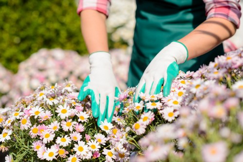 Professional hedge trimming tools in use