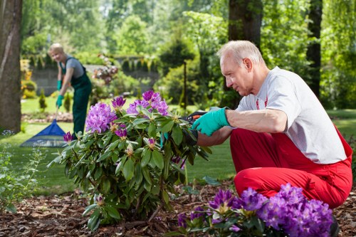 A mature man with white hair, wearing a white shirt, red trousers, and blue gardening gloves, is kneeling on the lawn and carefully tending to a flowering shrub with purple and pink blooms in a well-maintained garden. Behind him, another gardener dressed in a dark outfit and gloves is using gardening tools near a patch of green grass and a small blue garden tent. The garden features lush green trees and bushes in the background, with the scene set in natural daylight under a clear sky. The ground around the plants is covered with soil mulch, and the lawn has dense, neatly cut grass. The outdoor space appears to be part of a landscaped yard, with an emphasis on gardening and outdoor maintenance that Landscapers Canary Wharf might provide in the local area near London, including Canary Wharf or surrounding postcodes.