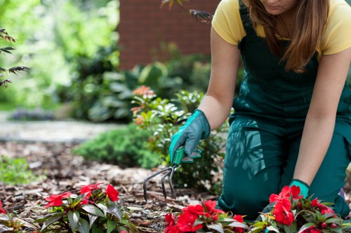 A woman wearing a yellow top and teal gardening apron is kneeling on a garden bed, using a small hand rake to tend to bright red flowering plants. The garden features a neatly maintained layout with dark, rich soil and clearly defined borders. In the background, there are lush green shrubs, leafy plants, and mature trees, indicating a well-established outdoor space typical of a landscaped garden in Canary Wharf. The scene captures a bright, sunny day with natural light illuminating the vibrant colours of the flowers and foliage, suggesting a professional gardening or landscaping service provided by Landscapers Canary Wharf. The surrounding environment includes a mixture of natural textures and outdoor surfaces, with a focus on floral arrangements and plant care, reflecting the careful design and maintenance involved in outdoor garden development and flower bed creation.