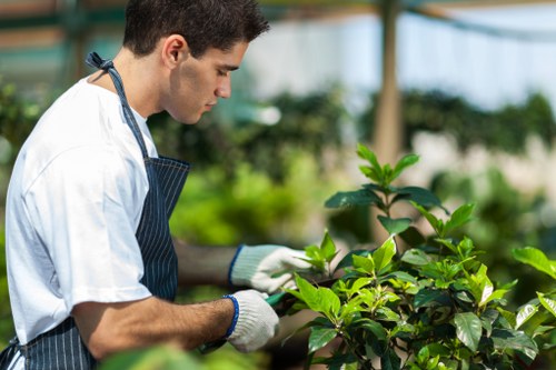 A young male gardener wearing a white shirt, dark apron, and white gloves is tending to a green shrub in a well-maintained outdoor garden space, which features a neatly trimmed lawn, a paved pathway, and a hedge in the background. The garden is bathed in natural daylight, suggesting clear weather, with vibrant green foliage and healthy plant growth. This scene, set in an outdoor area likely within Canary Wharf, illustrates routine gardening and plant care activities, highlighting the importance of professional landscaping and garden maintenance services provided by Landscapers Canary Wharf. The tidy arrangement of plantings and clean surfaces demonstrate careful upkeep typical of high-quality gardening work in urban outdoor spaces.