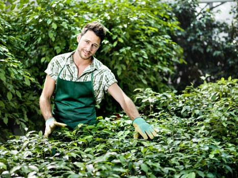 A young man with light brown hair and a beard, dressed in a green apron over a short-sleeved checked shirt, is tending to a lush garden with thriving green foliage and dense shrubs. He is smiling as he uses gardening gloves to gently handle the bushes in a well-maintained outdoor space, likely part of a landscaped yard or professional garden service in Canary Wharf. The background features tall trees with leafy branches and dappled sunlight filtering through, indicating a clear day with natural light highlighting the vibrant greenery. The garden area showcases a variety of plant textures and shades of green, with a neatly arranged shrub border and a lawn visible in the foreground. The scene reflects a professional gardening environment focused on plant health and landscape upkeep, consistent with landscaping services that might be offered by Landscapers Canary Wharf, supporting outdoor maintenance and garden care near the London Docklands area.