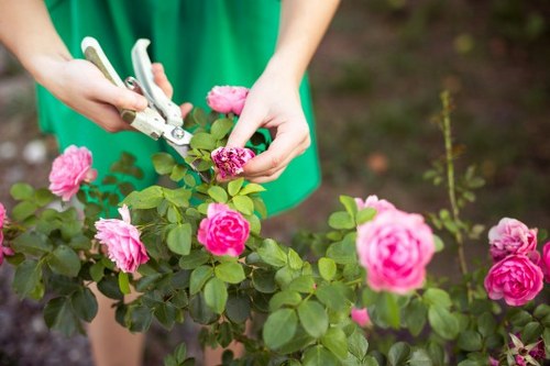 A person wearing a green apron is using pruning shears to trim a flowering rose bush in a garden setting typical of outdoor landscaping around Canary Wharf. The rose bush features vibrant pink blooms and abundant green leaves, situated in a well-maintained garden bed with visible soil and dark mulch. In the foreground, the lush foliage of the rose bush contrasts with the bright blossoms, some of which are fully open while others are still budding. The background suggests a tidy landscaped area, possibly part of a residential or commercial outdoor space in London, with natural lighting indicating a clear day. This scene reflects professional gardening services like those provided by Landscapers Canary Wharf, focusing on garden maintenance and plant care within a structured outdoor environment. The overall scene emphasizes healthy, thriving plants and meticulous horticultural attention typical of high-quality gardening service offerings in the Canary Wharf area.