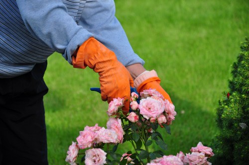 A person wearing orange gardening gloves and a grey jumper is tending to a blooming rose bush in a well-maintained garden. The rose bush features clusters of pink flowers with lush green foliage, situated near a tidy lawn area. In the background, there is a green hedge and other small shrubbery, suggesting a landscaped outdoor space typical of residential gardens. The grass appears healthy and dense, contrasting with the dark soil bed around the plants. The scene is illuminated by natural daylight, indicating fair weather conditions, with no visible garden tools or equipment present. This setting reflects typical gardening and outdoor maintenance activities, aligning with professional gardening services provided by landscapers in Canary Wharf or nearby areas.