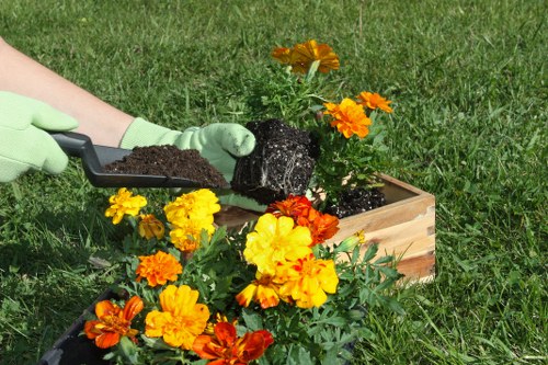 A person wearing light green gardening gloves is planting a marigold flower into a rectangular wooden planter box filled with dark soil, positioned on a lush, well-maintained lawn in an outdoor garden. The garden features a variety of vibrant orange and yellow marigold flowers blooming in the foreground, with additional plants and greenery visible in the background. The scene suggests active gardening or planting work, with the focus on the flower bed and the informal, natural outdoor environment typical of residential landscaping in Canary Wharf. The lighting indicates a bright, sunny day, highlighting the vivid colours of the flowers and the fresh, healthy appearance of the grass and plants. Such gardening activities are common for maintaining attractive outdoor spaces, and landscaping specialists such as Landscapers Canary Wharf often offer these services to enhance gardens and outdoor leisure areas, aligned with the local environmental setting of London’s Docklands area.